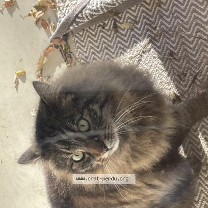 Photo 1/1 Igor Chat perdu à Montberon