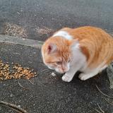 Photo de chat trouvé à Pontault Combault