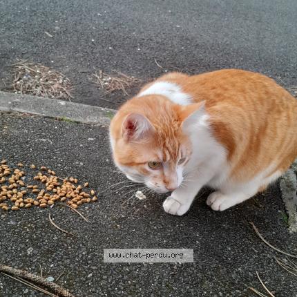 Photo 1/1 Chat trouvé Trouvé à Pontault combault