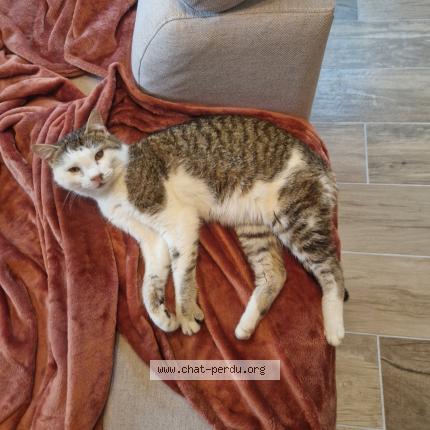 Photo 1/1 Mimiborgne Chat perdu à Sainte sigolene