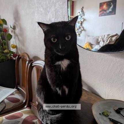Photo 1/1 Chat retrouvé Perdu à Toulouse