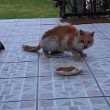 Photo de chat trouvé à Meaux