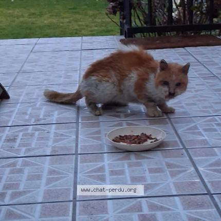 Photo 1/1 Chat trouvé Trouvé à Meaux