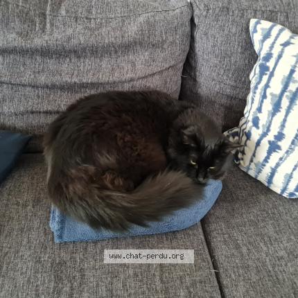 Photo 1/1 Chat retrouvé Perdu à Lyon