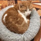 Photo de chat trouvé à Bondy