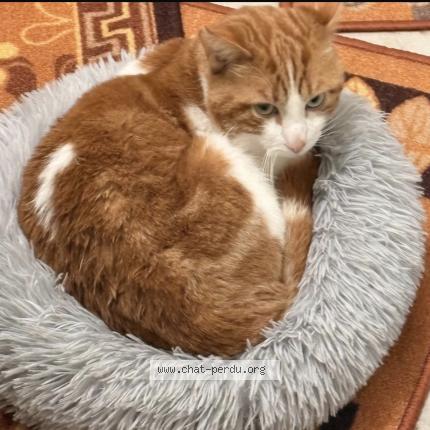 Photo 1/1 Chat trouvé Trouvé à Bondy