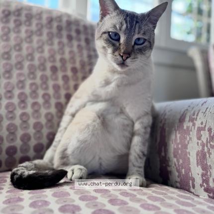 Photo 1/1 Yoshi Chat perdu à Perpignan