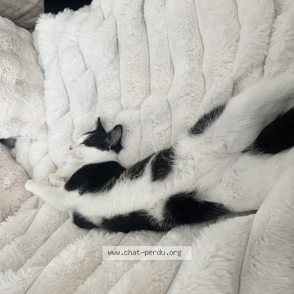 Photo 1/1 Chanel Chat perdu à Braine l alleud