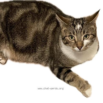 Photo 1/1 viens l&agrave; Chat perdu à Saint hilaire le grand