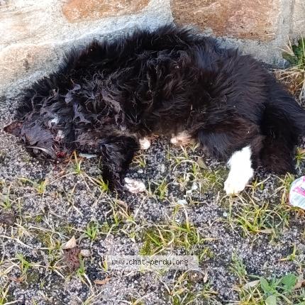 Photo 1/1 Chat trouvé Trouvé à La coquille