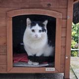 Photo de chat trouvé à Villepreux