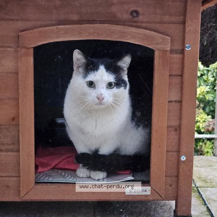 Photo 1/1 Chat trouvé Trouvé à Villepreux