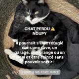 Photo de chat perdu à Soppe Le Bas