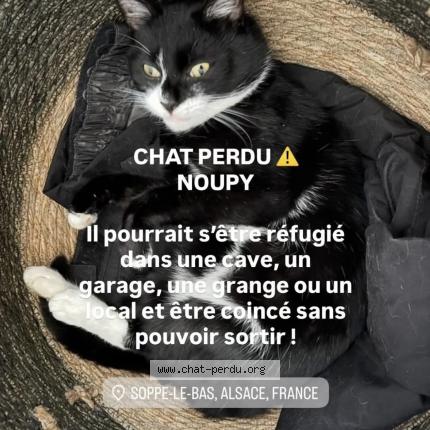 Photo 1/2 Noupy Chat perdu à Soppe le bas