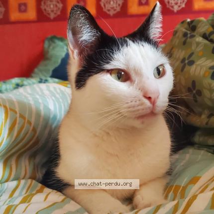 Photo de chat perdu à Colmar