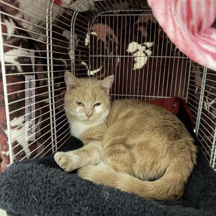 Photo 1/1 Chat trouvé Trouvé à Jussy