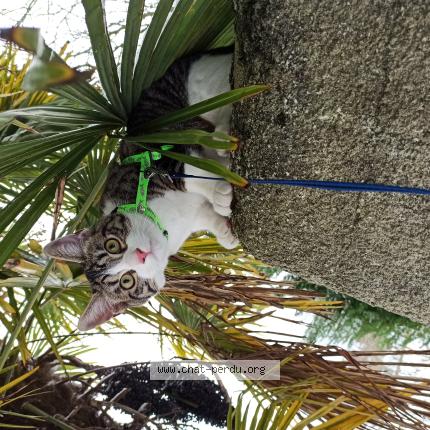 Photo de chat perdu à Breuil Le Vert