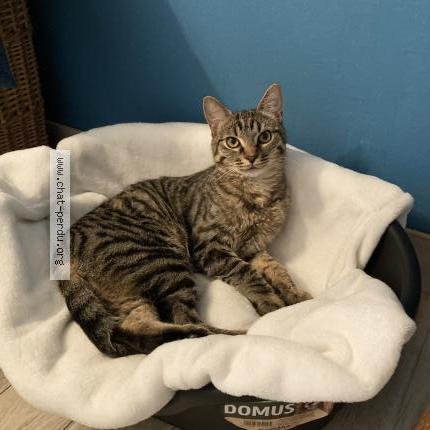 Photo 1/1 Apollo Chat perdu à Herblay