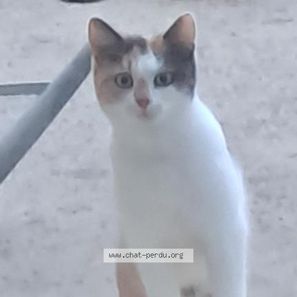 Photo 1/1 Chat trouvé Trouvé à Saint hilaire de loulay