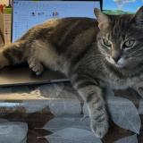 Photo de chat perdu à Maisons Alfort