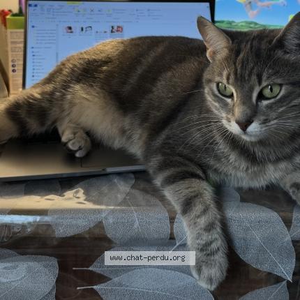 Photo 1/1 Tia Chat perdu à Maisons alfort