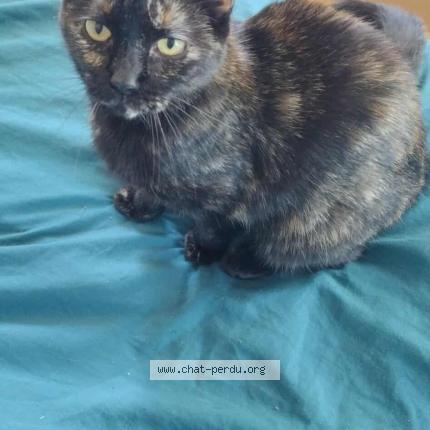 Photo 1/1 Chat retrouvé Perdu à Montereau fault yonne