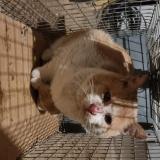 Photo de chat trouvé à Tressan