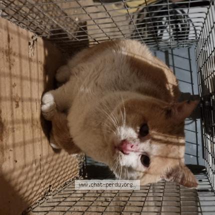 Photo 1/1 Chat trouvé Trouvé à Tressan