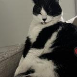 Photo de chat perdu à Toulouse