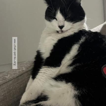 Photo 1/1 Meiko Chat perdu à Toulouse