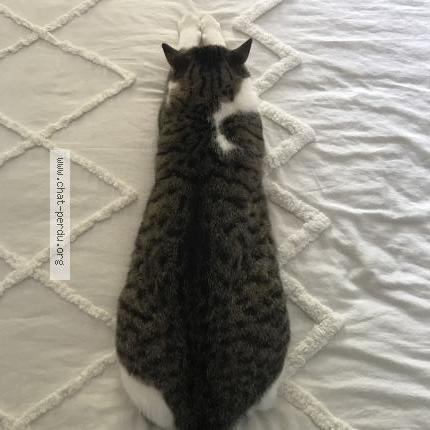 Photo 2/2 Chat retrouvé Perdu à Vendargues