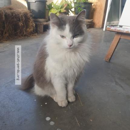 Photo de chat trouvé à Castres Gironde
