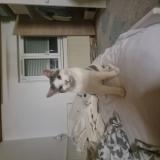 Photo de chat perdu à Mulhouse