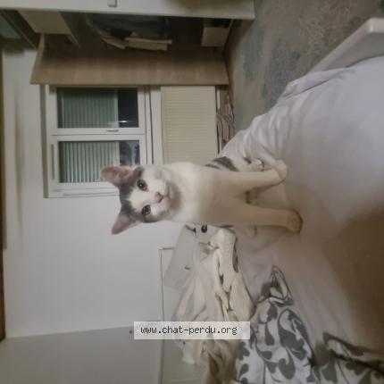 Photo 1/1 Fendi Chat perdu à Mulhouse