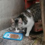 Photo de chat trouvé à Nancy