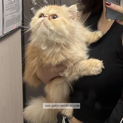 Photo 1/1 Chat trouvé Trouvé à Bogota