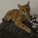 Photo de chat perdu à Tomblaine