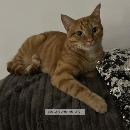 Photo 1/1 Arthur Chat perdu à Tomblaine