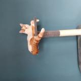 Photo de chat perdu à Oyonnax