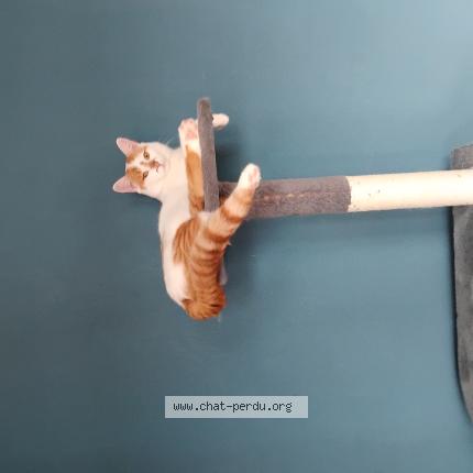 Photo 1/1 Tommy Chat perdu à Oyonnax