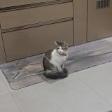 Photo de chat perdu à Gangtok