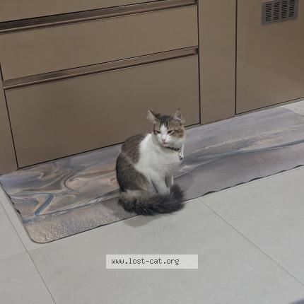 Photo 1/1 Ghathey Chat perdu à Gangtok