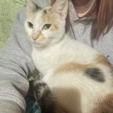 Photo de chat trouvé à Daytona Beach