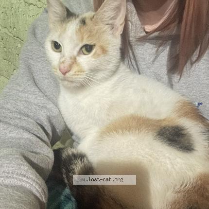 Photo 1/1 Chat trouvé Trouvé à Daytona beach