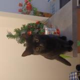 Photo de chat perdu à Damazan