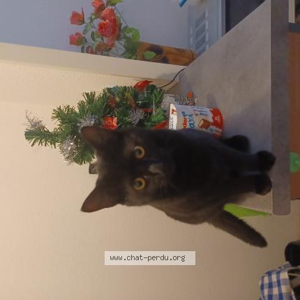 Photo 1/1 Moumounne Chat perdu à Damazan