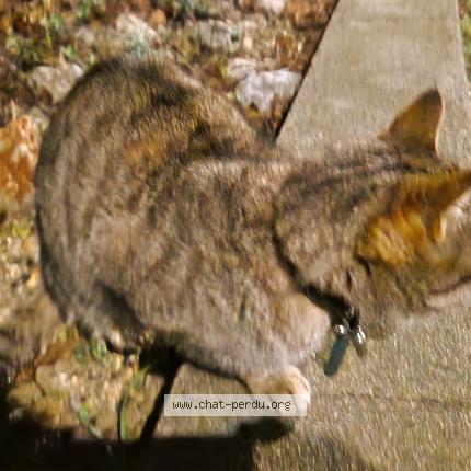 Photo 1/1 Chat retrouvé Trouvé à Perpignan