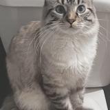 Photo de chat perdu à North Las Vegas