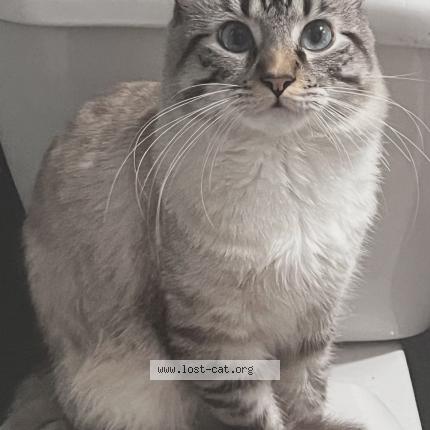 Photo 1/1 Kiyoshi Chat perdu à North las vegas