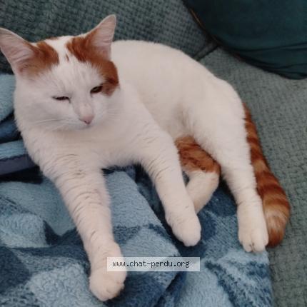 Photo 1/1 Chat retrouvé Perdu à Tourcoing